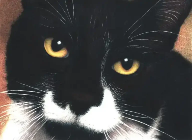 Chumleys Art Coloured Pencil Painting - Becks the cat UKCPS