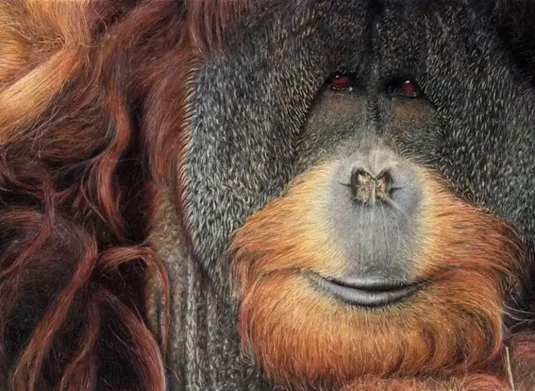 Chumleys Art Coloured Pencil Painting DSWF Wildlife Artist of the Year 2008 Art