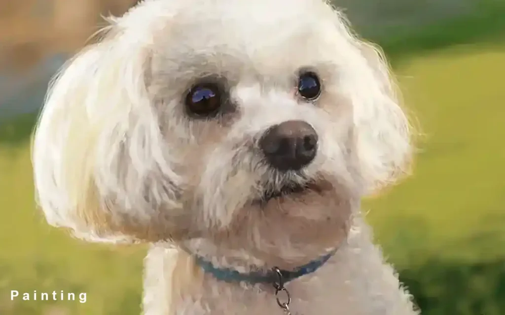 Bernie the bichon frise digital painting by chumleys art